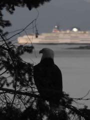 Salish 49